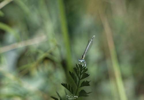 platycnemis latipes agrion blanchatre male 11 dxo platycnemis latipes agrion blanchatre male 11 dxo