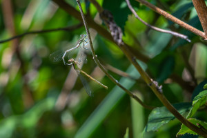 platycnemis latipes agrion blanchatre tandem platycnemis latipes agrion blanchatre tandem