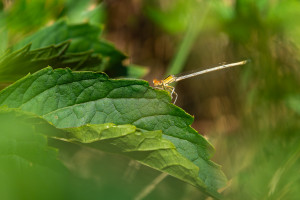 platycnemis latipes agrion blanchatre femelle platycnemis latipes agrion blanchatre femelle
