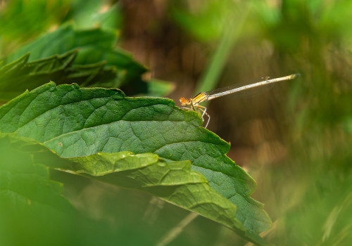 platycnemis latipes  agrion blanchatre  femelle