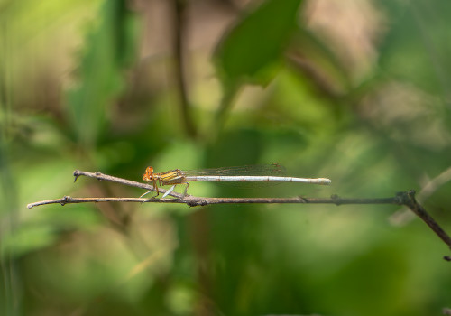 platycnemis latipes  agrion blanchatre  femelle 10