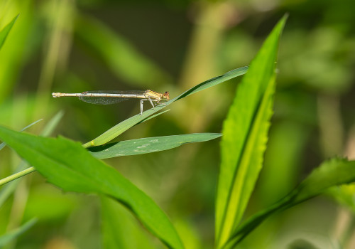 platycnemis latipes  agrion blanchatre  femelle