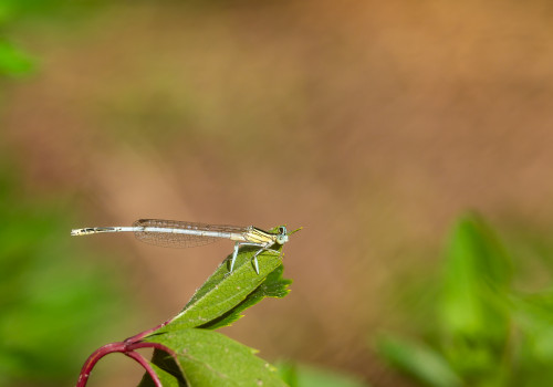 platycnemis latipes  agrion blanchatre  male