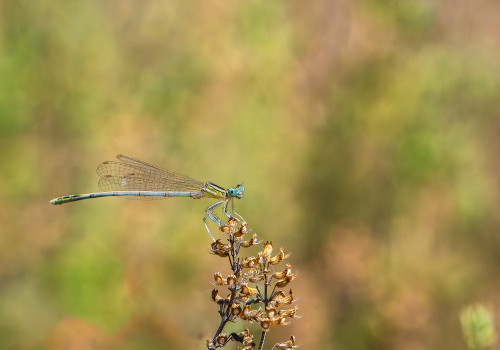 platycnemis latipes  agrion blanchatre  male