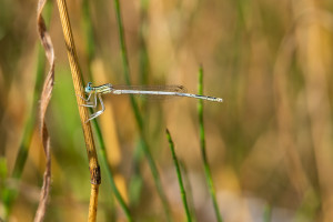 platycnemis latipes agrion blanchatre male platycnemis latipes agrion blanchatre male