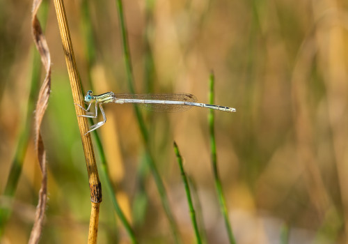 platycnemis latipes  agrion blanchatre  male