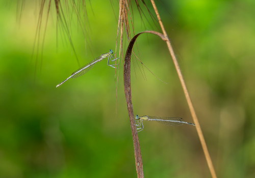 platycnemis latipes  agrion blanchatre  male