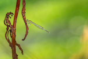 platycnemis latipes agrion blanchatre male platycnemis latipes agrion blanchatre male