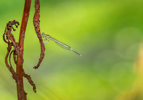 platycnemis latipes  agrion blanchatre  male