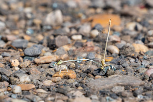 platycnemis latipes agrion blanchatre tandem platycnemis latipes agrion blanchatre tandem