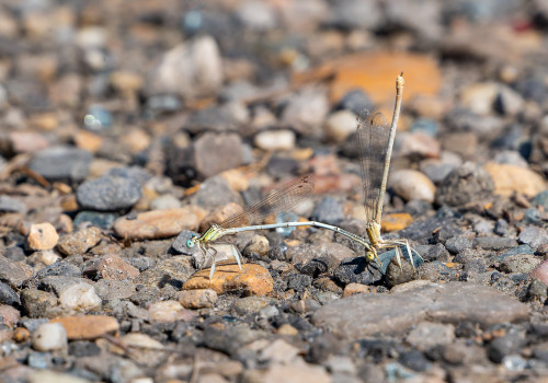 platycnemis latipes  agrion blanchatre  tandem