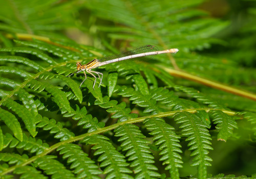 platycnemis pennipes   agrion a larges pattes femelle