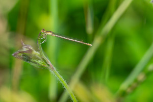 platycnemis pennipes agrion a larges pattes femelle platycnemis pennipes agrion a larges pattes femelle