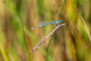 platycnemis pennipes agrion a larges pattes male platycnemis pennipes agrion a larges pattes male