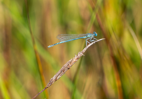 platycnemis pennipes   agrion a larges pattes male