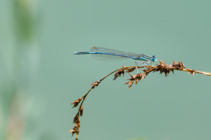 platycnemis pennipes agrion a larges pattes male platycnemis pennipes agrion a larges pattes male