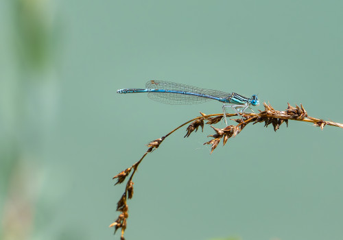 platycnemis pennipes   agrion a larges pattes male