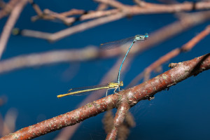 platycnemis pennipes agrion a larges pattes tandem platycnemis pennipes agrion a larges pattes tandem