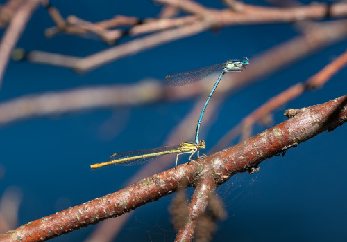platycnemis pennipes   agrion a larges pattes tandem