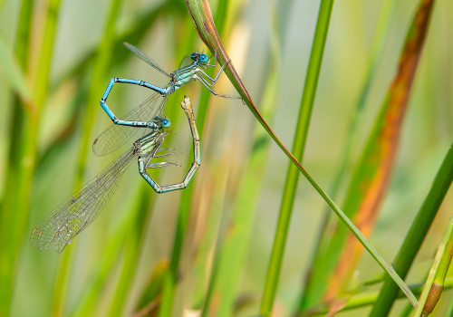 platycnemis pennipes  l agrion a larges pattes  couple