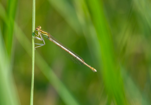 platycnemis pennipes  l agrion a larges pattes  femelle