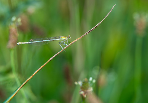 platycnemis pennipes  l agrion a larges pattes  femelle