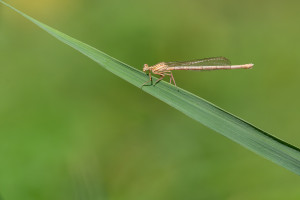 platycnemis pennipes l agrion a larges pattes femelle platycnemis pennipes l agrion a larges pattes femelle