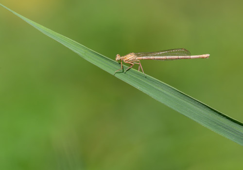 platycnemis pennipes  l agrion a larges pattes  femelle
