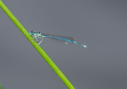 platycnemis pennipes  l agrion a larges pattes  male