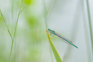 platycnemis pennipes l agrion a larges pattes male platycnemis pennipes l agrion a larges pattes male