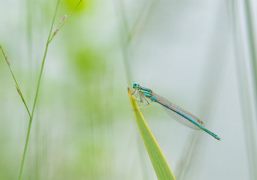 platycnemis pennipes  l agrion a larges pattes  male