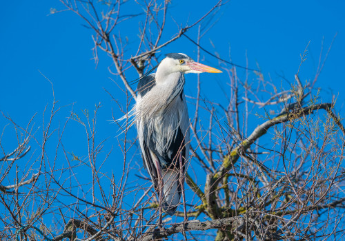 ardea cinerea heron cendre ardea cinerea heron cendre