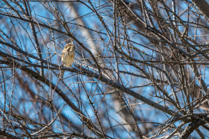 emberiza schoeniclus bruant des roseaux emberiza schoeniclus bruant des roseaux