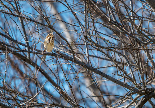 emberiza schoeniclus bruant des roseaux emberiza schoeniclus bruant des roseaux