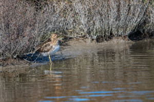 gallinago gallinago becassine des marais gallinago gallinago becassine des marais