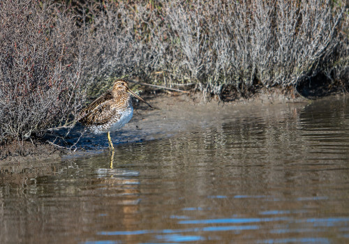 gallinago gallinago becassine des marais gallinago gallinago becassine des marais