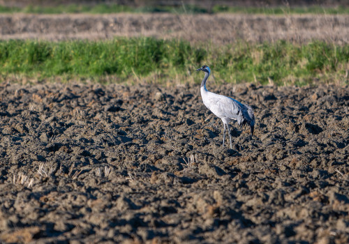 grus grus grue cendree grus grus grue cendree