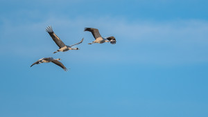 grus grus grue cendree grus grus grue cendree