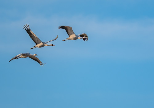 grus grus grue cendree grus grus grue cendree