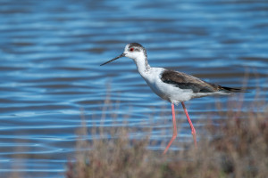 himantopus himantopus echasse blanche himantopus himantopus echasse blanche