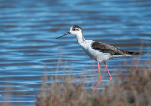 himantopus himantopus echasse blanche himantopus himantopus echasse blanche