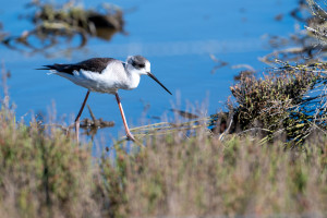 himantopus himantopus echasse blanche himantopus himantopus echasse blanche