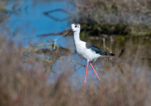himantopus himantopus echasse blanche himantopus himantopus echasse blanche