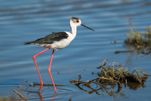 himantopus himantopus echasse blanche himantopus himantopus echasse blanche