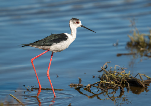 himantopus himantopus echasse blanche himantopus himantopus echasse blanche