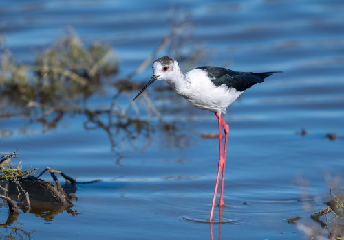 himantopus himantopus echasse blanche himantopus himantopus echasse blanche