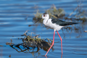 himantopus himantopus echasse blanche himantopus himantopus echasse blanche