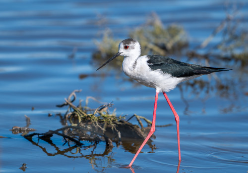 himantopus himantopus echasse blanche himantopus himantopus echasse blanche