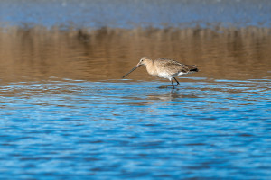 limosa limosa barge a queue noire limosa limosa barge a queue noire