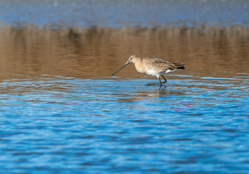 limosa limosa   barge a queue noire